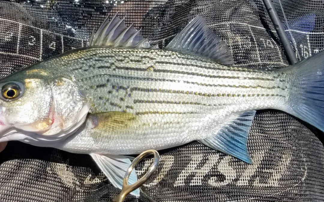 Warmwater Fly-Fishing is heating up!