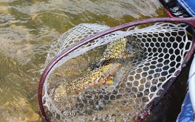 Catch and Release During Summer
